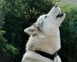 chien aboie 1